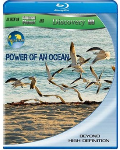 赤道系列1-2：海洋的力量与太阳河  双碟